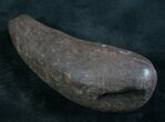 Partial Fossil Sperm Whale Tooth - Georgia #7795-1